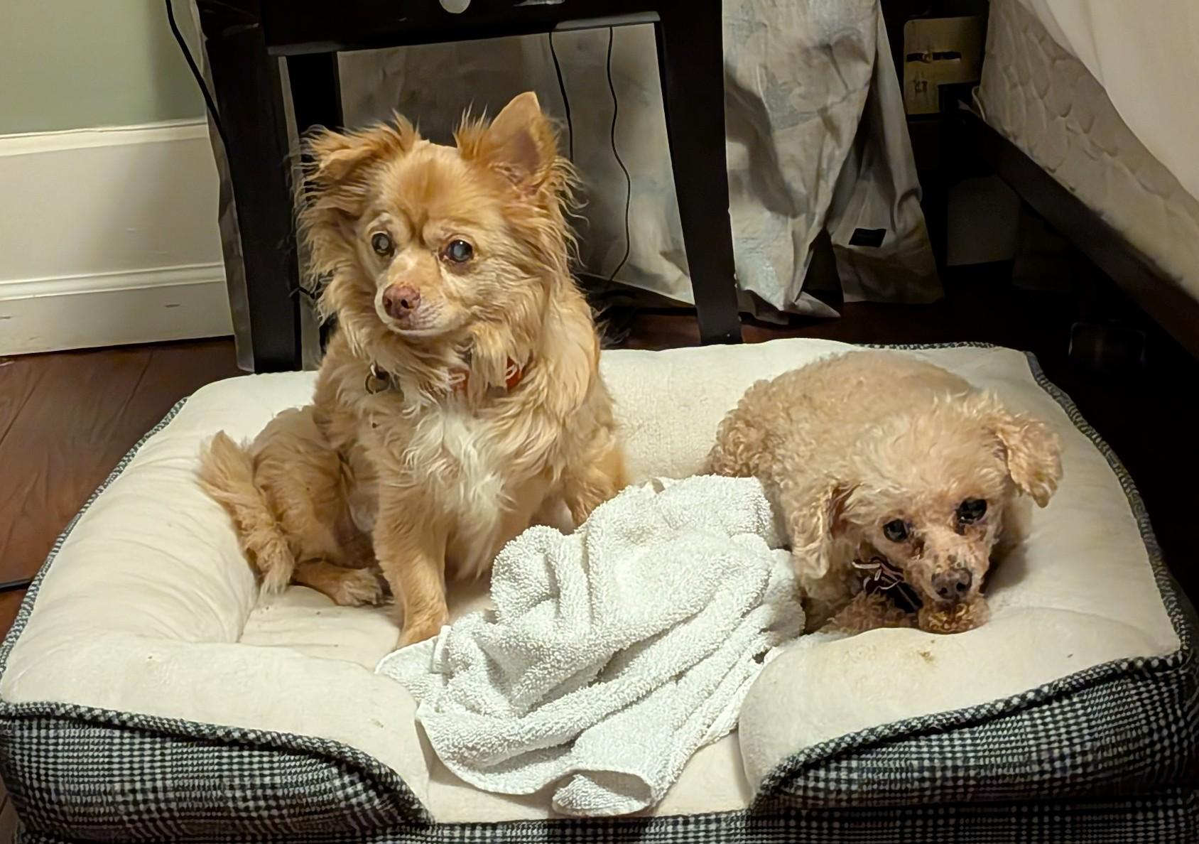 Enlarge Harvey, an adoptable mixed breed in Rockville, MD image 5/6