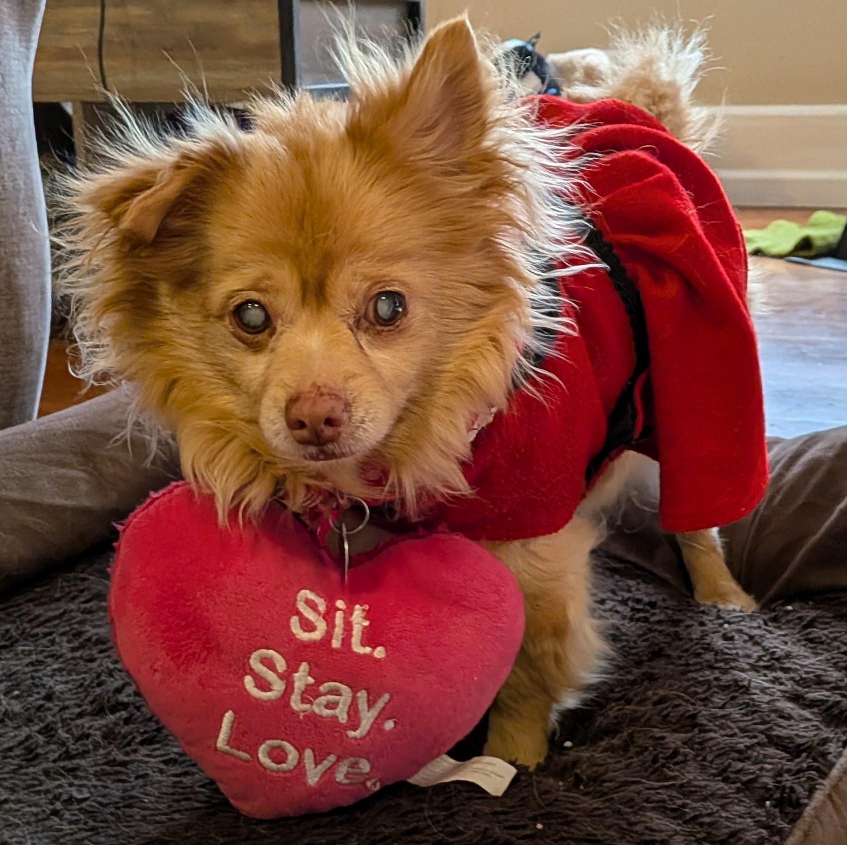 Enlarge Harvey, an adoptable mixed breed in Rockville, MD image 4/6