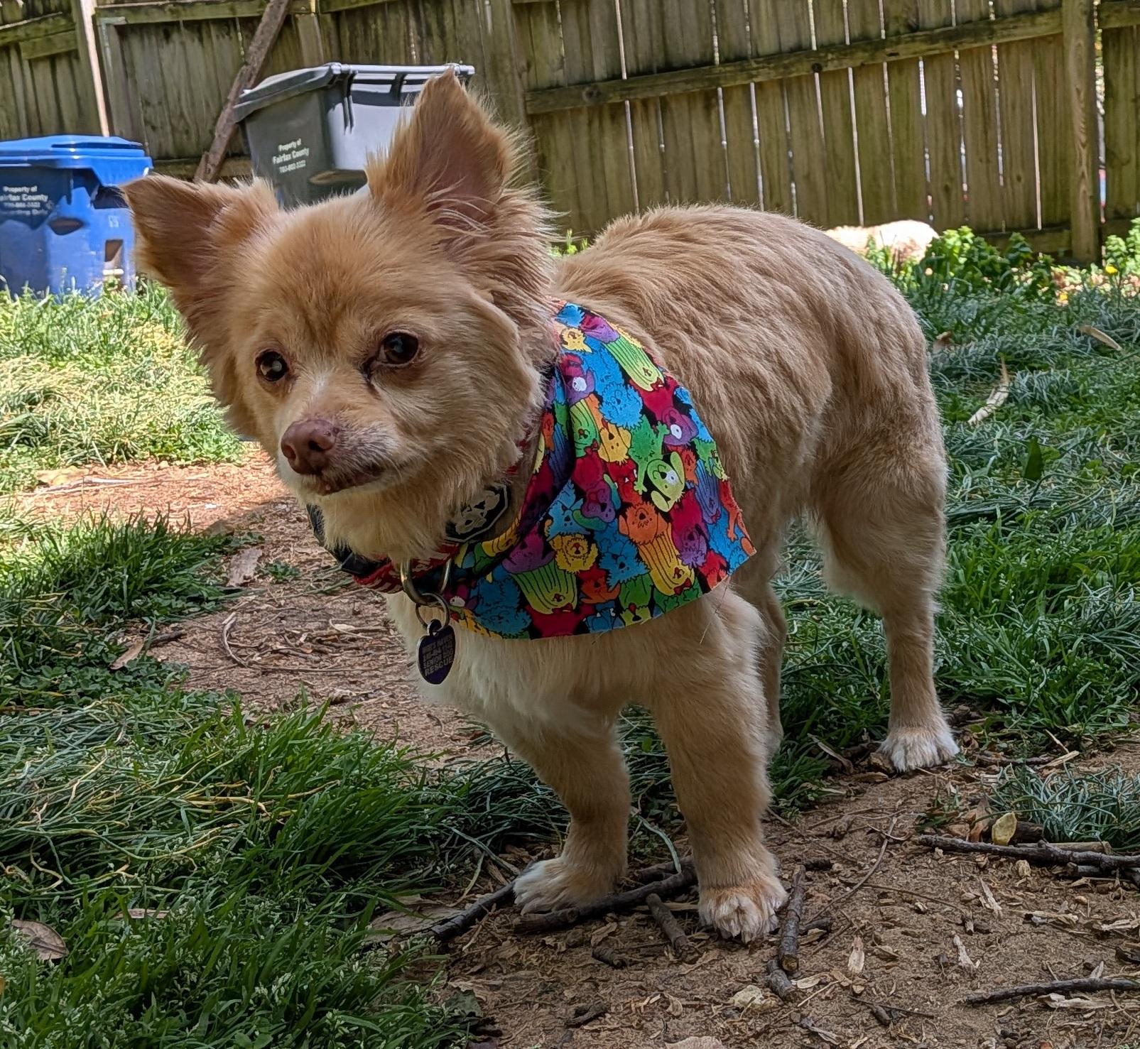 Enlarge Harvey, an adoptable mixed breed in Rockville, MD image 3/6
