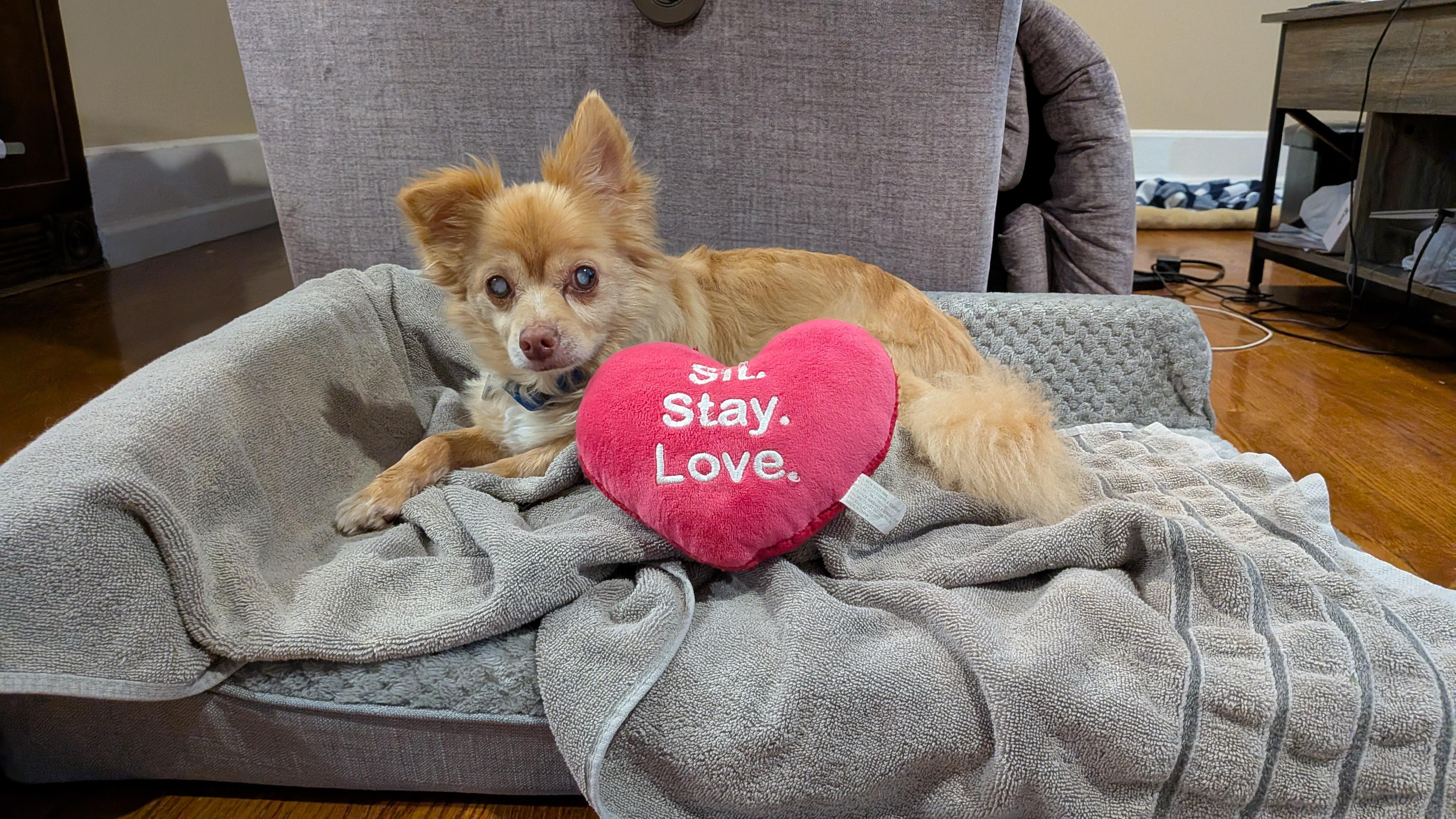 Enlarge Harvey, an adoptable mixed breed in Rockville, MD image 3/6