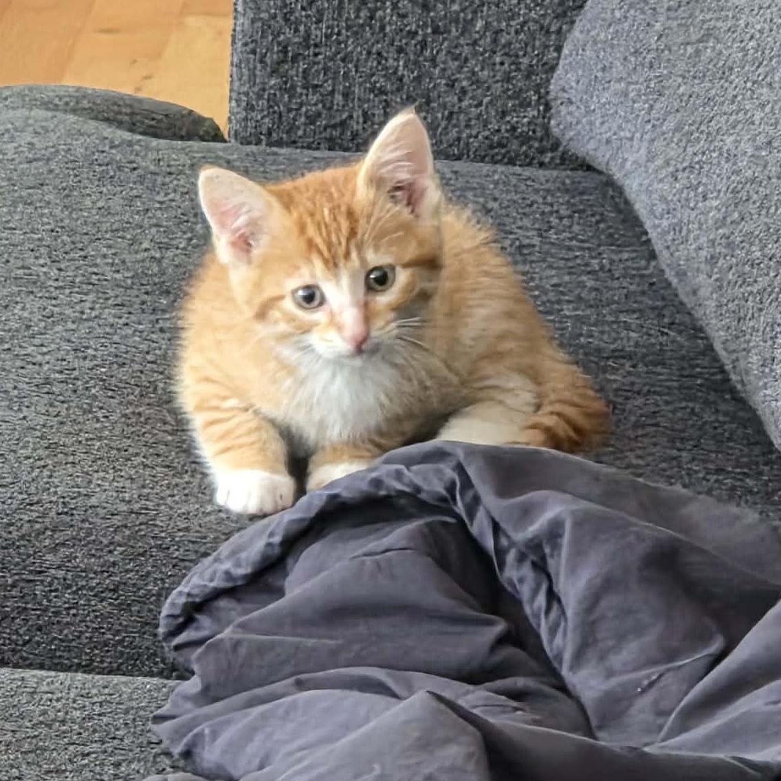 Enlarge Garfield, a Adoptable mixed breed in McHenry, IL image 3/3