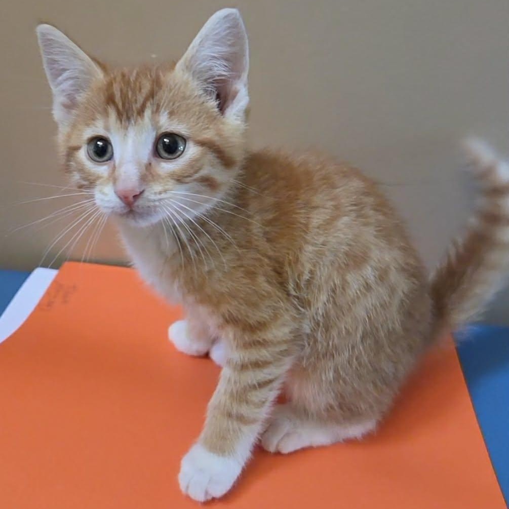 Garfield, Adoptable, Kitten Male Domestic Short Hair.