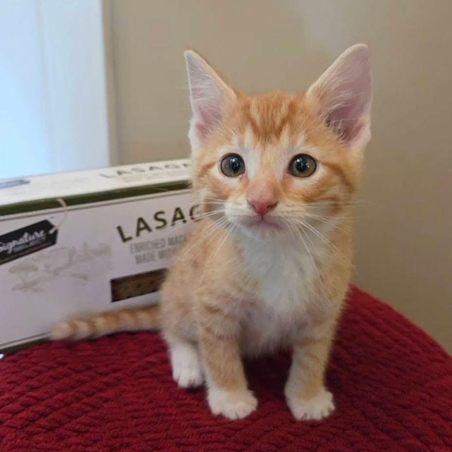 Enlarge Garfield, a Adoptable mixed breed in McHenry, IL image 2/3