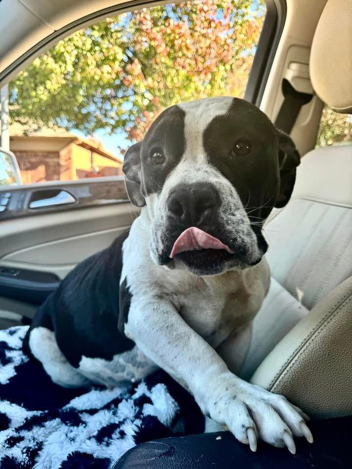 Lola, adopted, Adult Female American Bully & American Staffordshire Terrier.