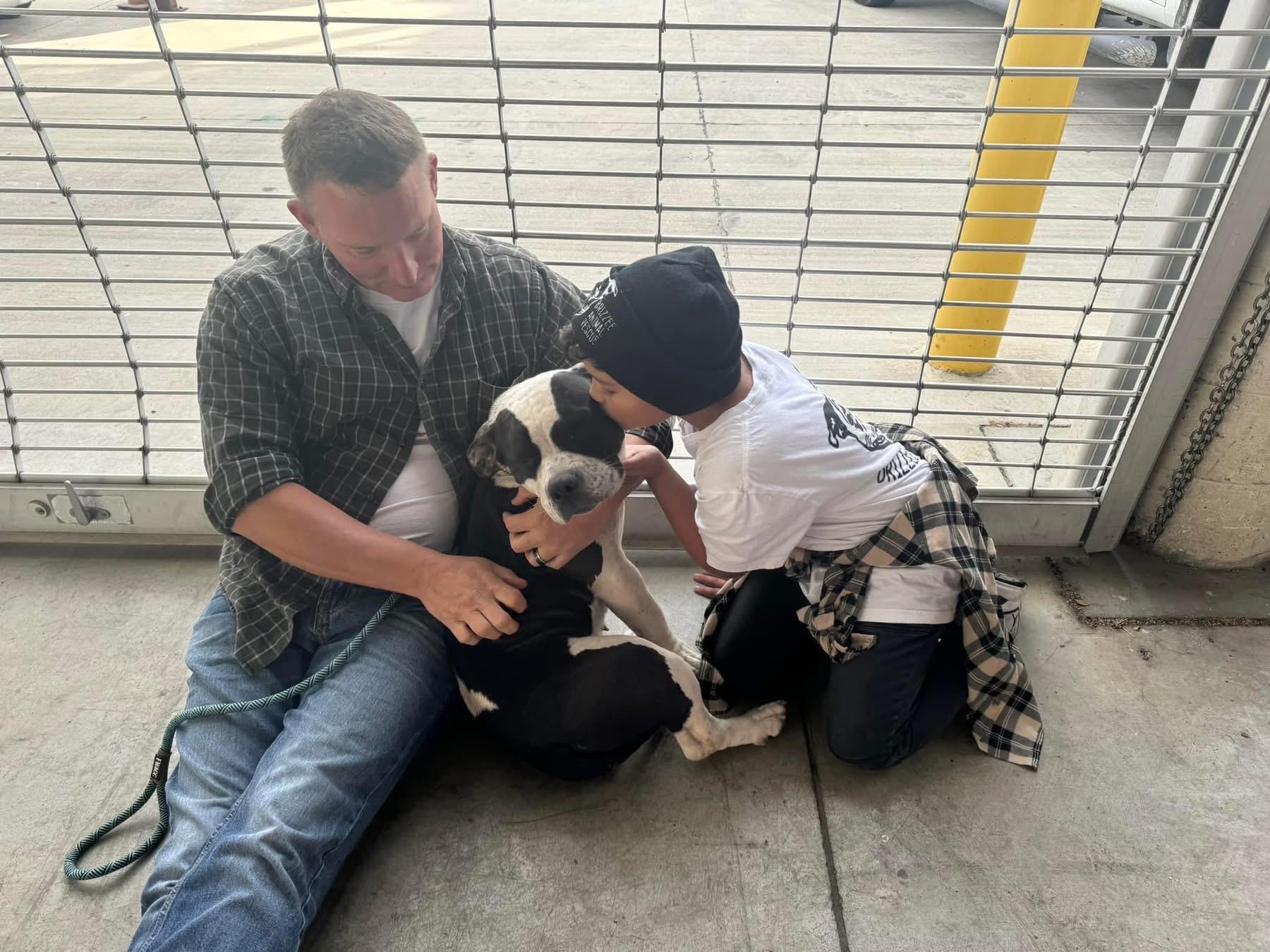 Enlarge Lola, an adopted mixed breed in Amherst, NY image 5/5