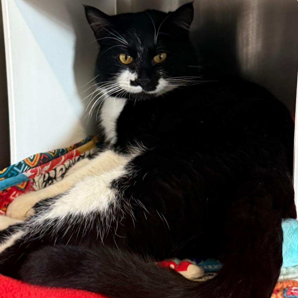 Enlarge Mo Linman, a Adoptable Domestic Short Hair in Cedaredge, CO image 1/6