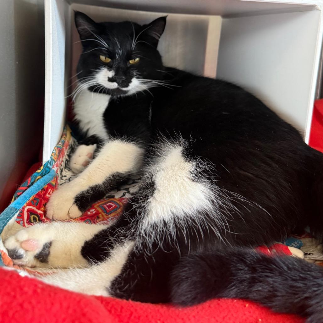 Enlarge Mo Linman, a Adoptable Domestic Short Hair in Cedaredge, CO image 2/6