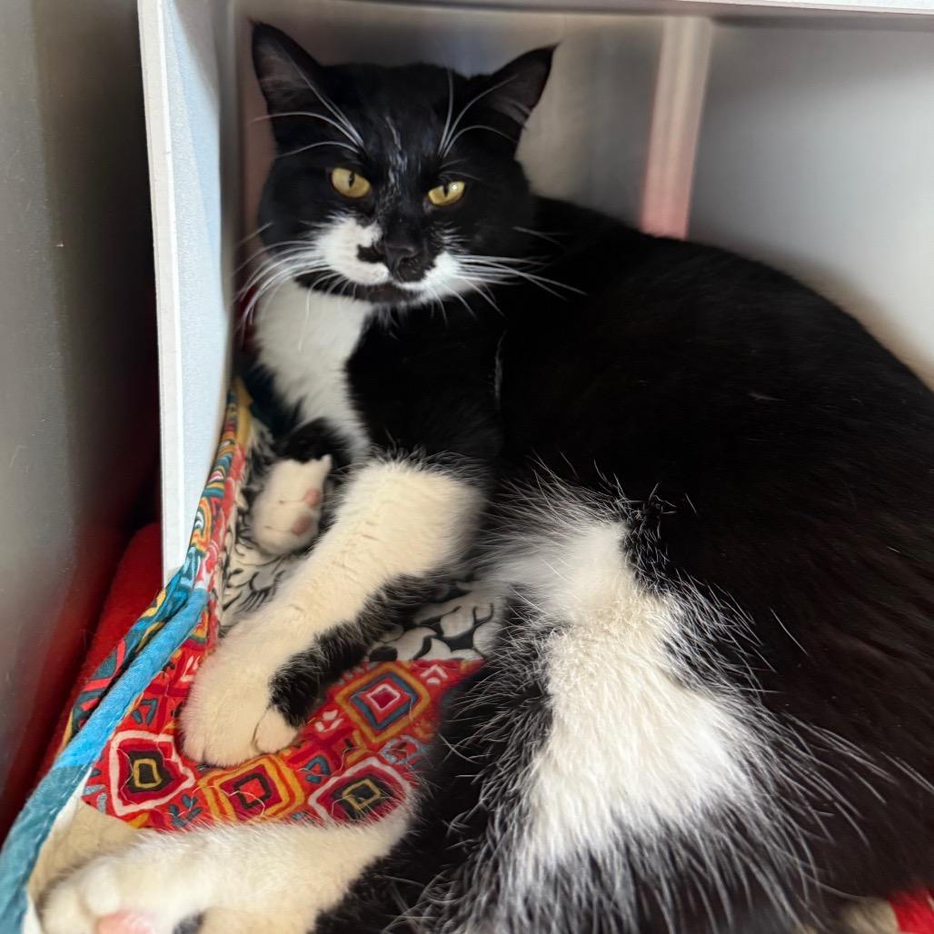 Enlarge Mo Linman, a Adoptable Domestic Short Hair in Cedaredge, CO image 3/6