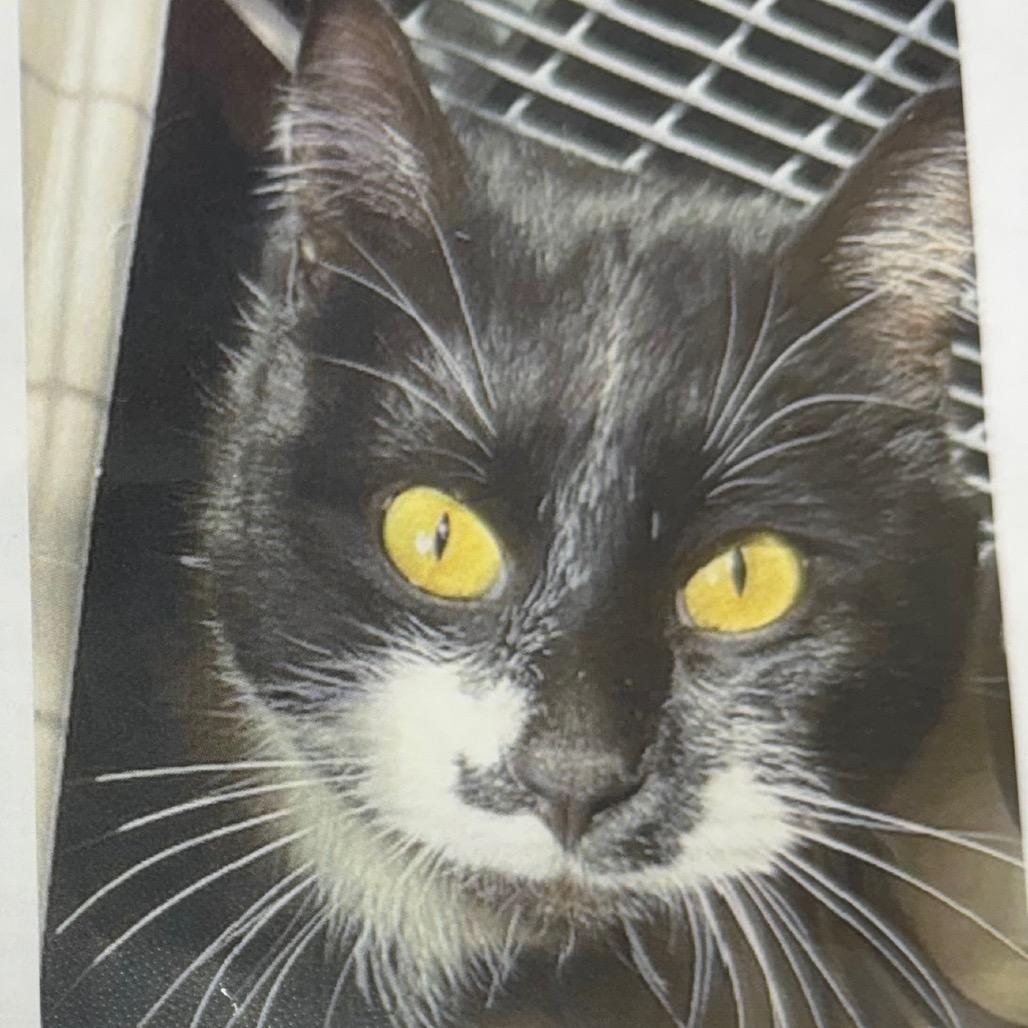 Enlarge Mo Linman, a Adoptable Domestic Short Hair in Cedaredge, CO image 4/6