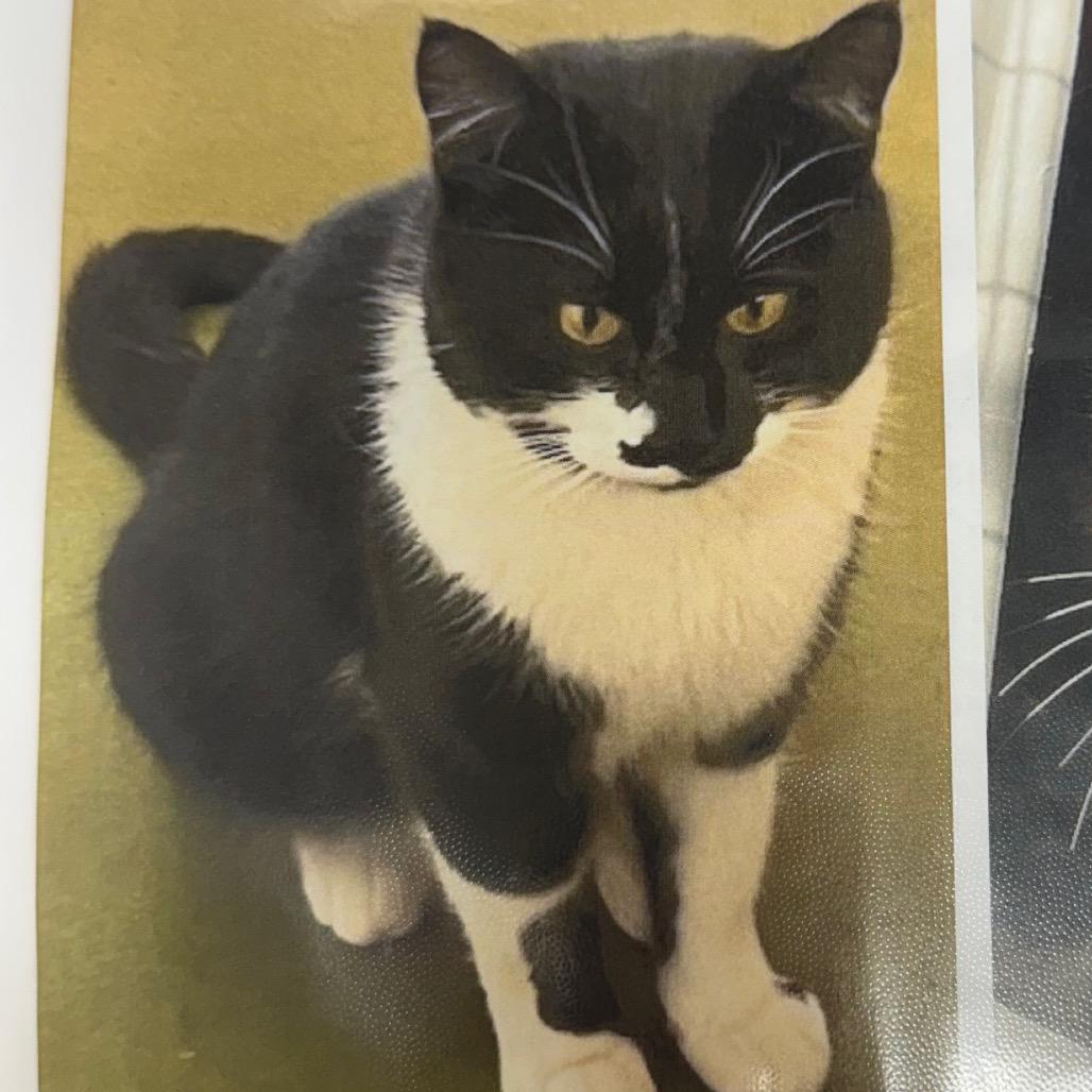 Enlarge Mo Linman, a Adoptable Domestic Short Hair in Cedaredge, CO image 5/6