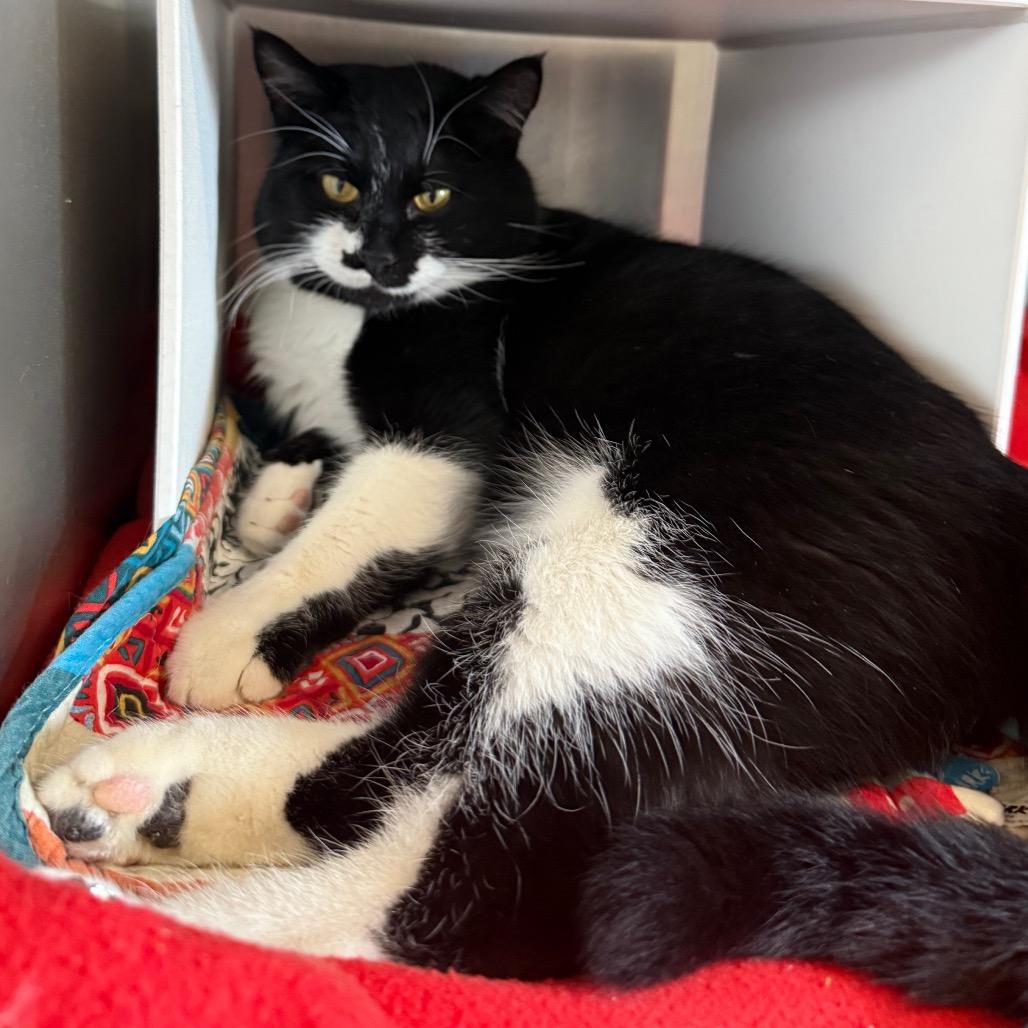 Enlarge Mo Linman, a Adoptable Domestic Short Hair in Cedaredge, CO image 6/6