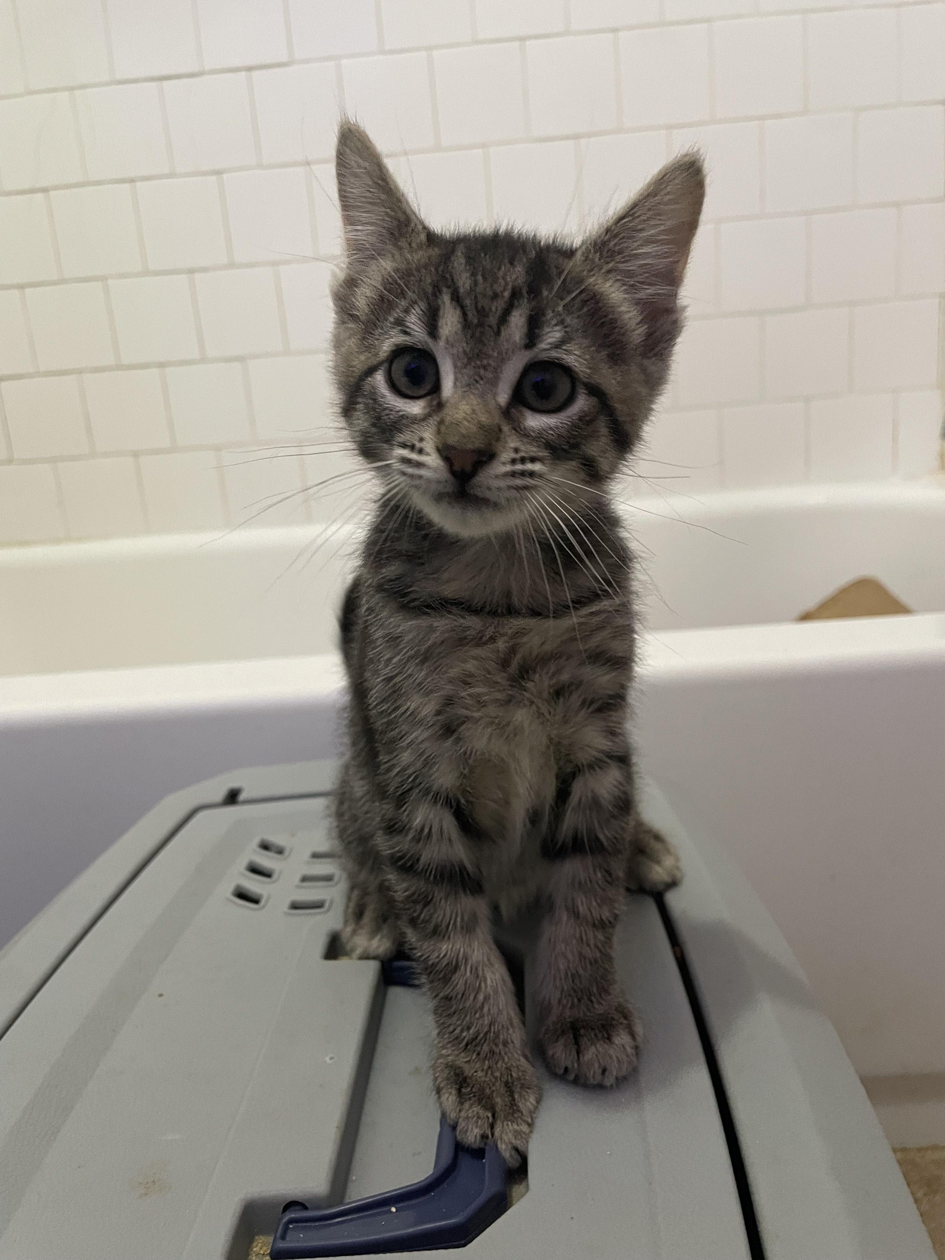 Enlarge Lil, a Adopted Domestic Short Hair in Long Beach, CA image 1/6