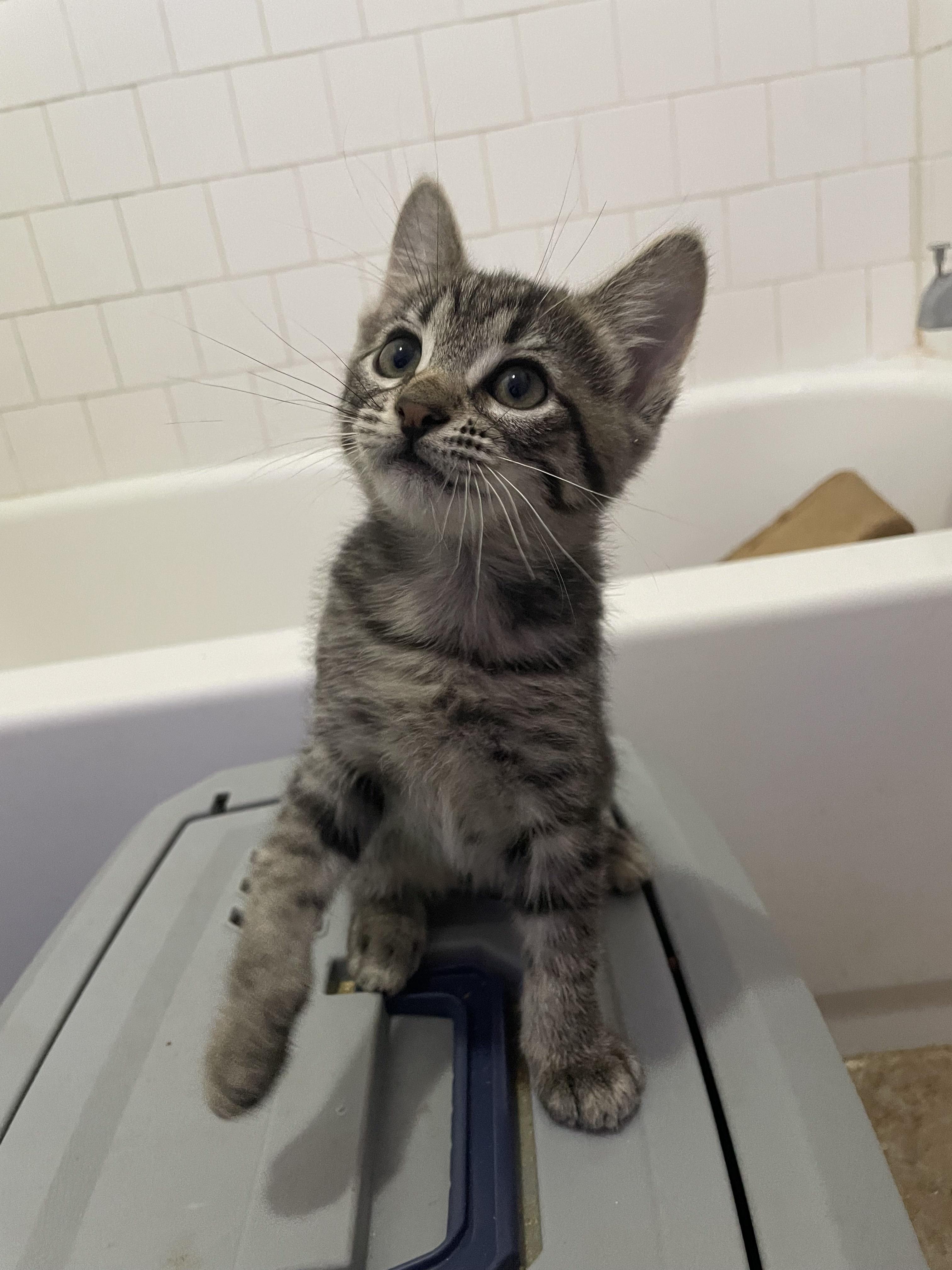 Enlarge Lil, a Adopted Domestic Short Hair in Long Beach, CA image 2/6