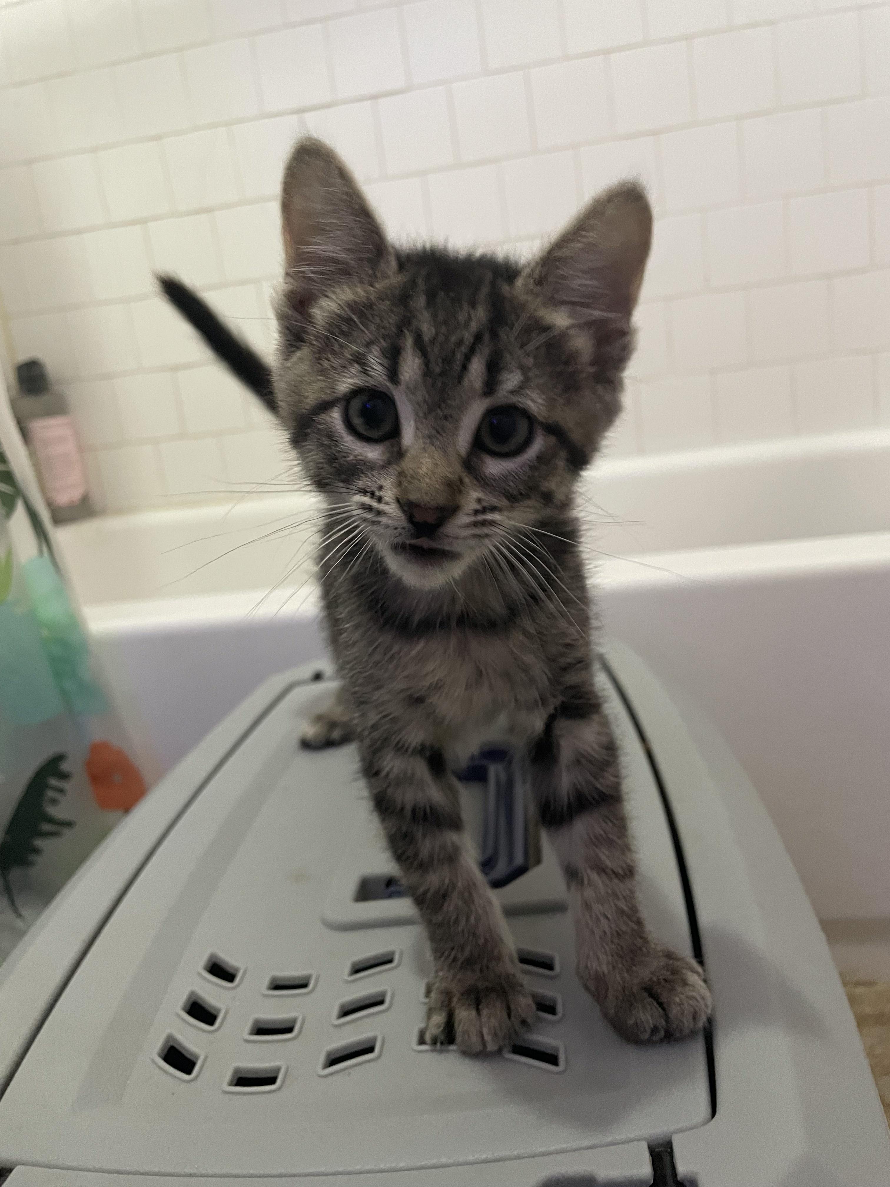 Enlarge Lil, a Adopted Domestic Short Hair in Long Beach, CA image 5/6