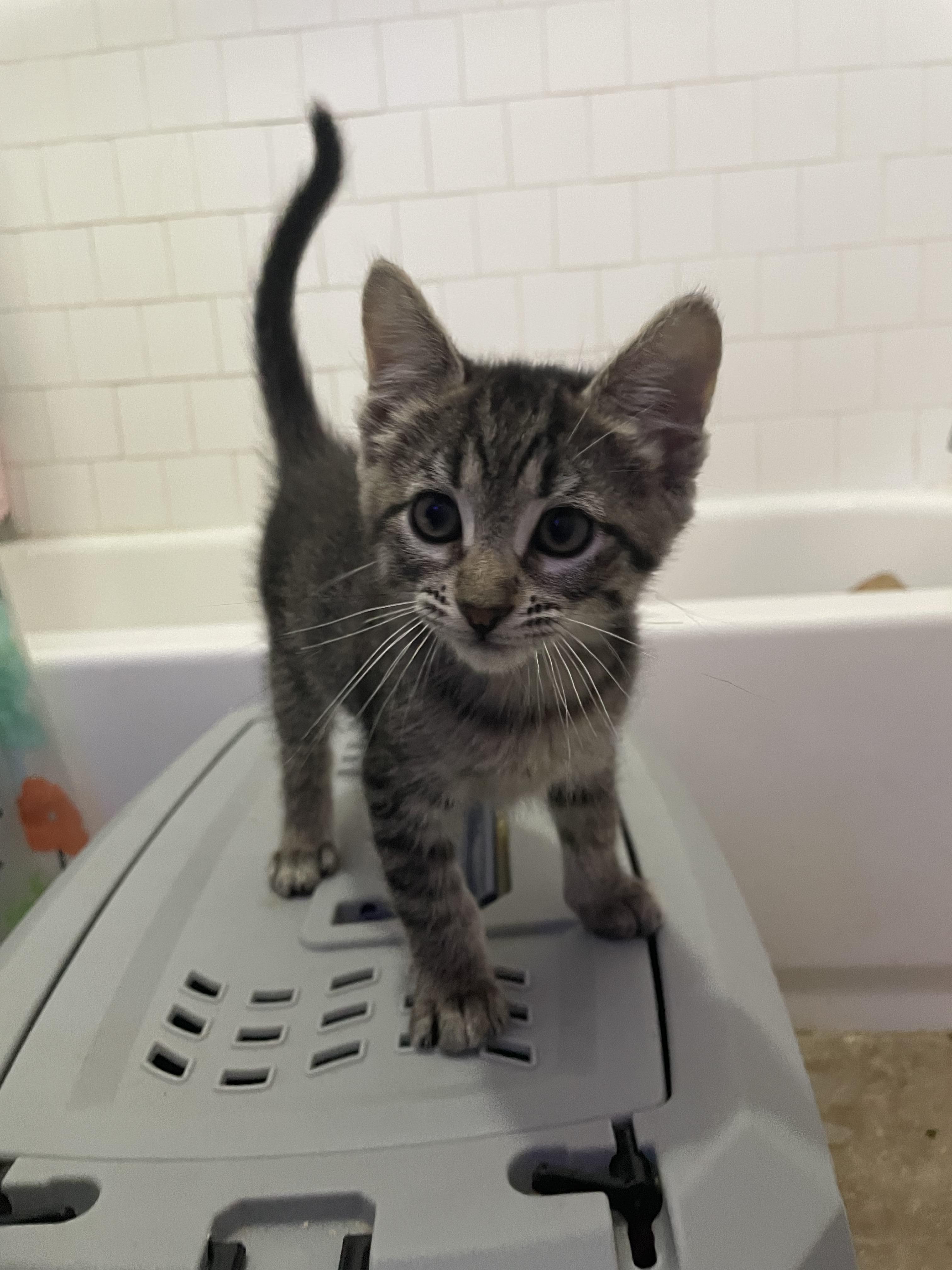 Enlarge Lil, a Adopted Domestic Short Hair in Long Beach, CA image 6/6