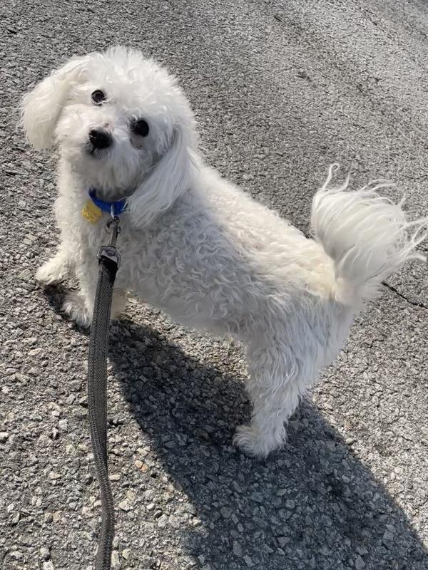 Enlarge Blizzard, a Adoptable Bichon Frise in Oakland, NJ image 1/4