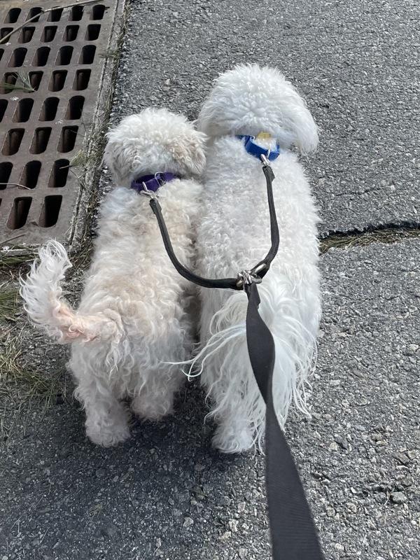 Enlarge Blizzard, a Adoptable Bichon Frise in Oakland, NJ image 3/4