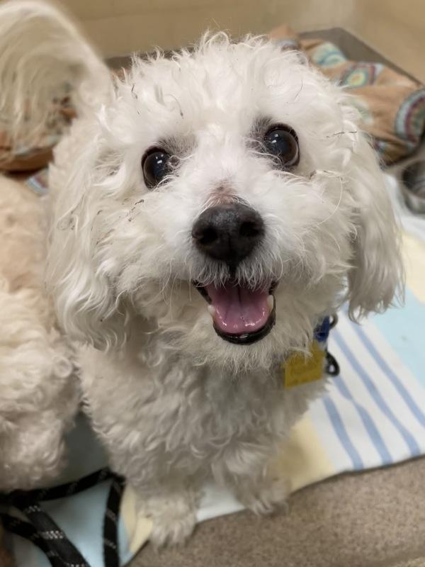 Enlarge Blizzard, a Adoptable Bichon Frise in Oakland, NJ image 4/4