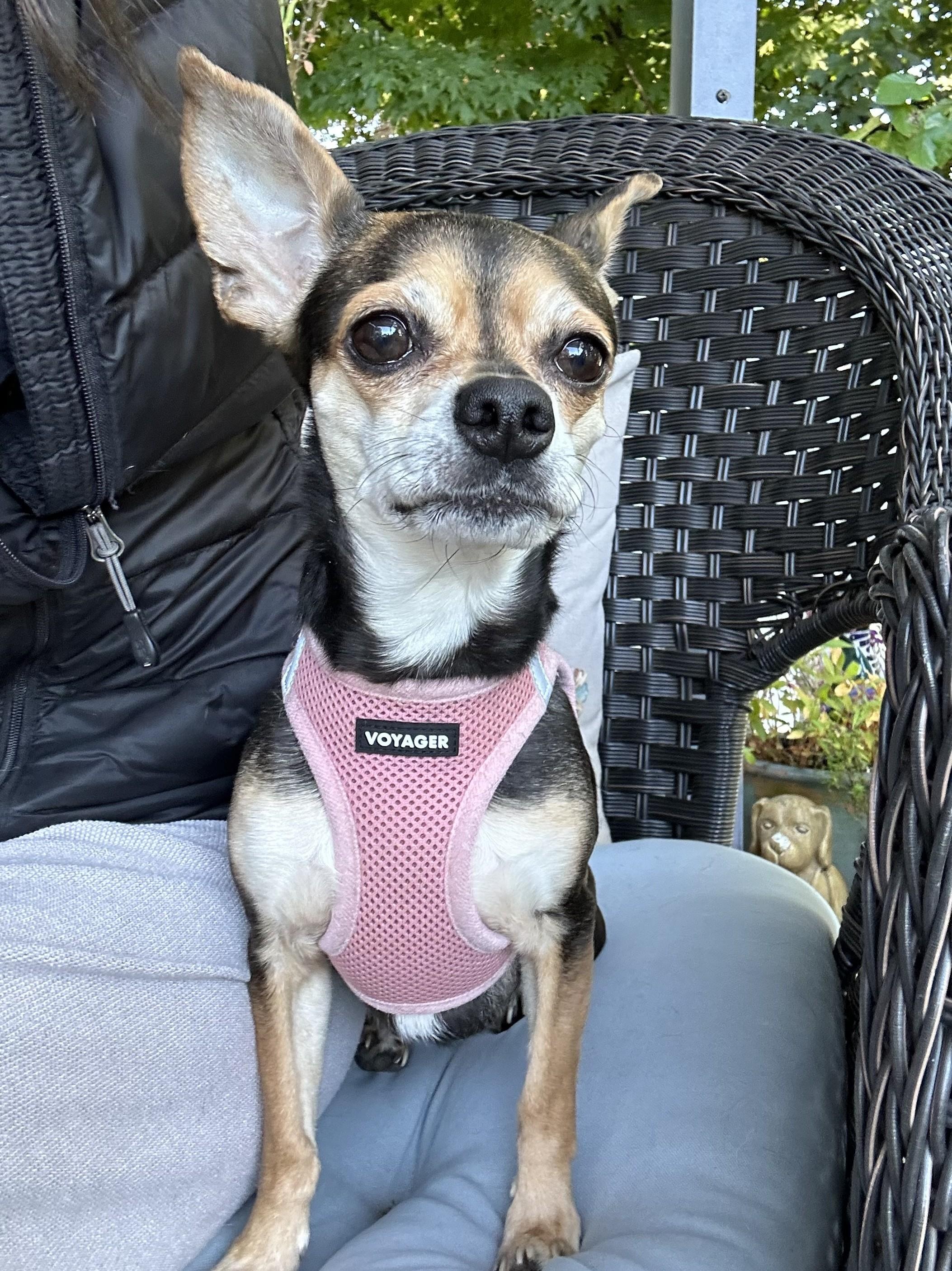 Enlarge Skye, a Adoptable mixed breed in Closter, NJ image 3/3