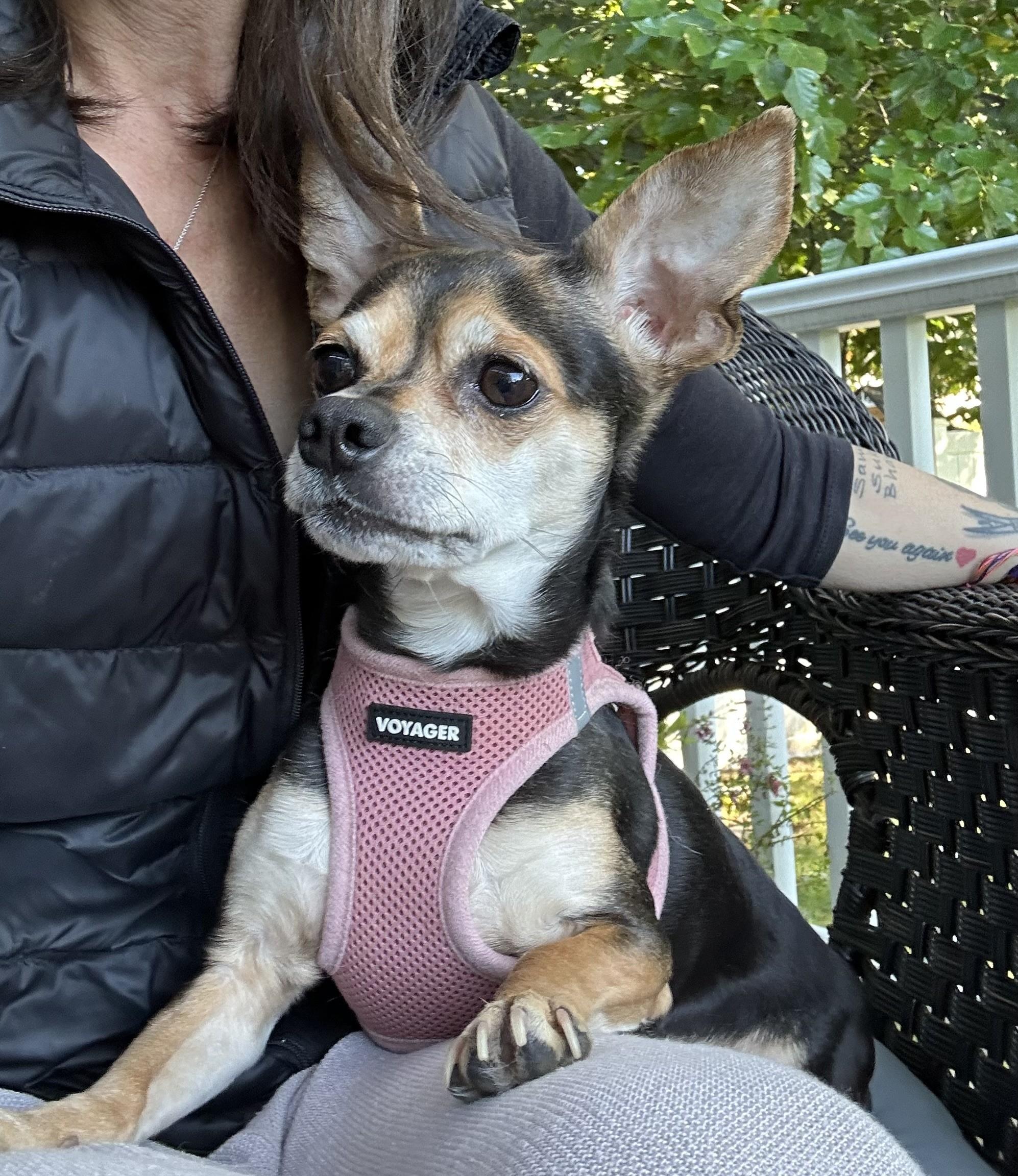 Enlarge Skye, a Adoptable mixed breed in Closter, NJ image 2/3