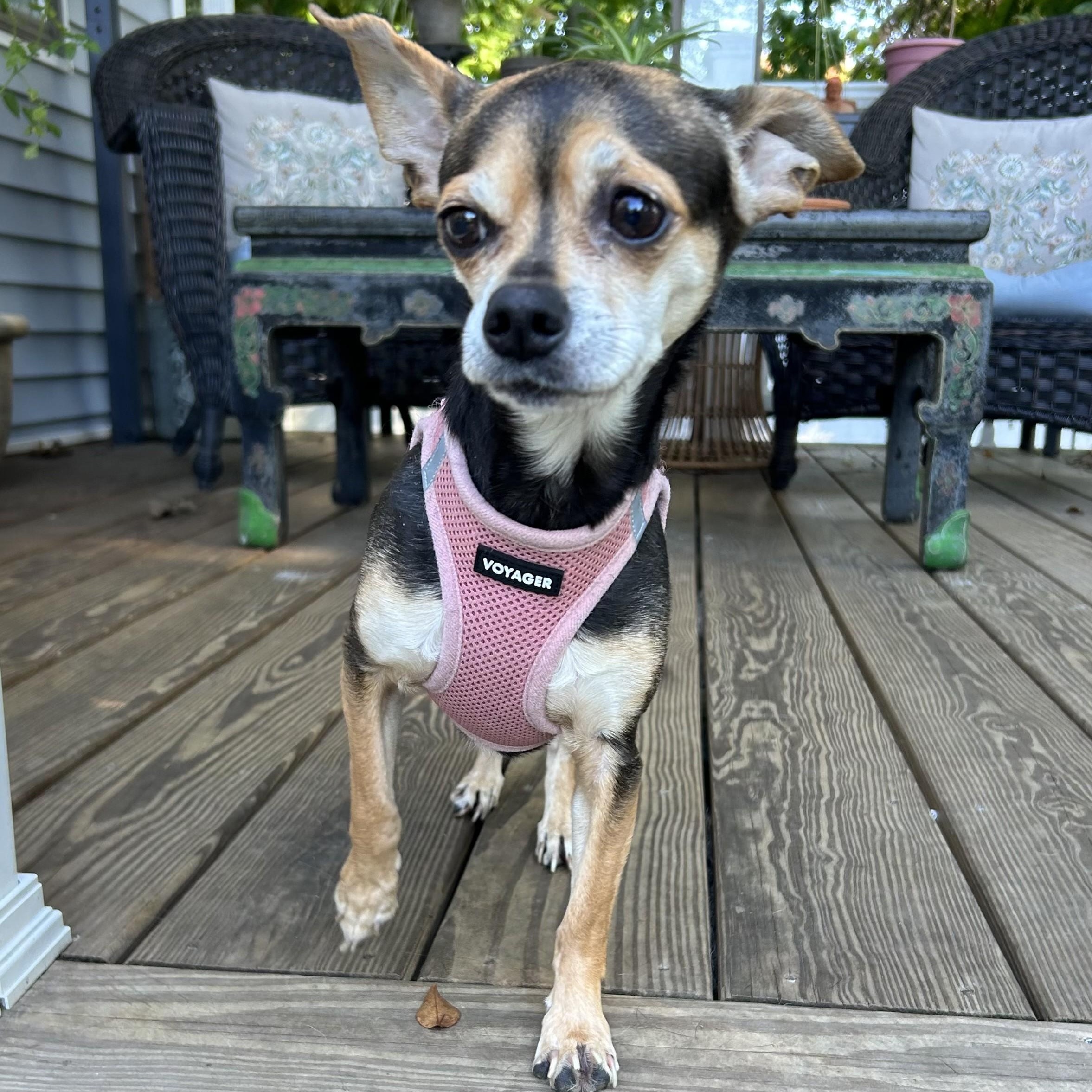 Skye, Adoptable, Adult Female Chihuahua.
