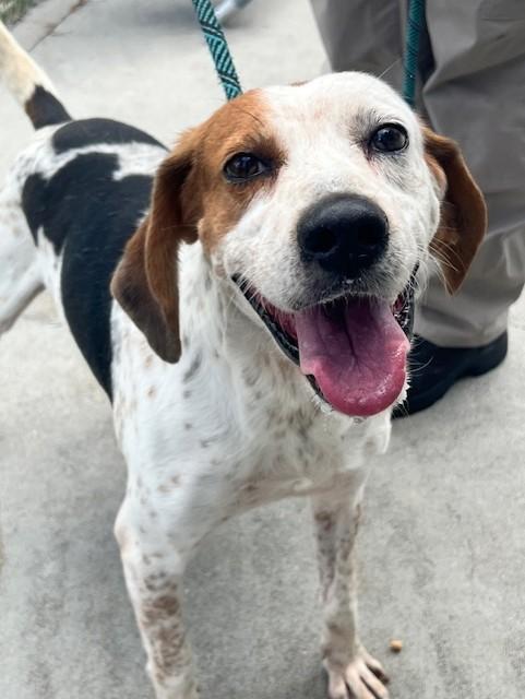 Enlarge Chase, a Adoptable mixed breed in Ashland, VA image 1/4