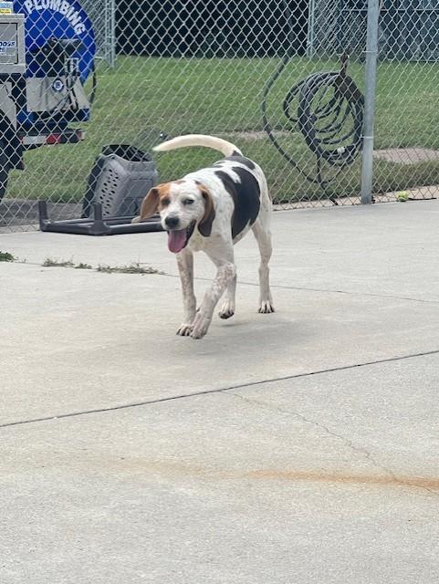 Enlarge Chase, a Adoptable mixed breed in Ashland, VA image 3/4