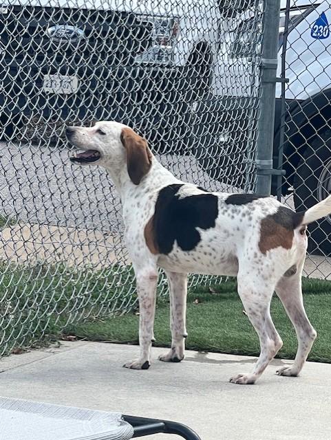 Enlarge Chase, a Adoptable mixed breed in Ashland, VA image 4/4