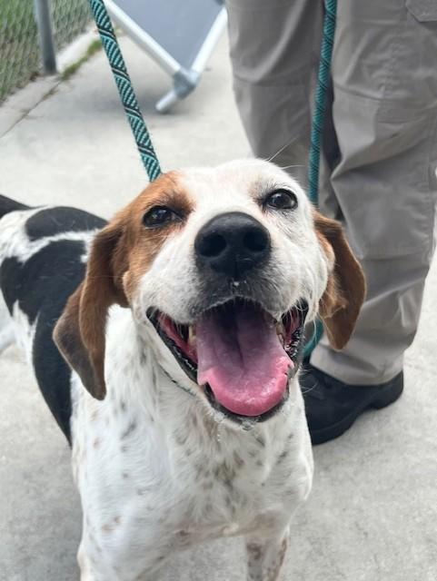 Enlarge Chase, a Adoptable mixed breed in Ashland, VA image 2/4