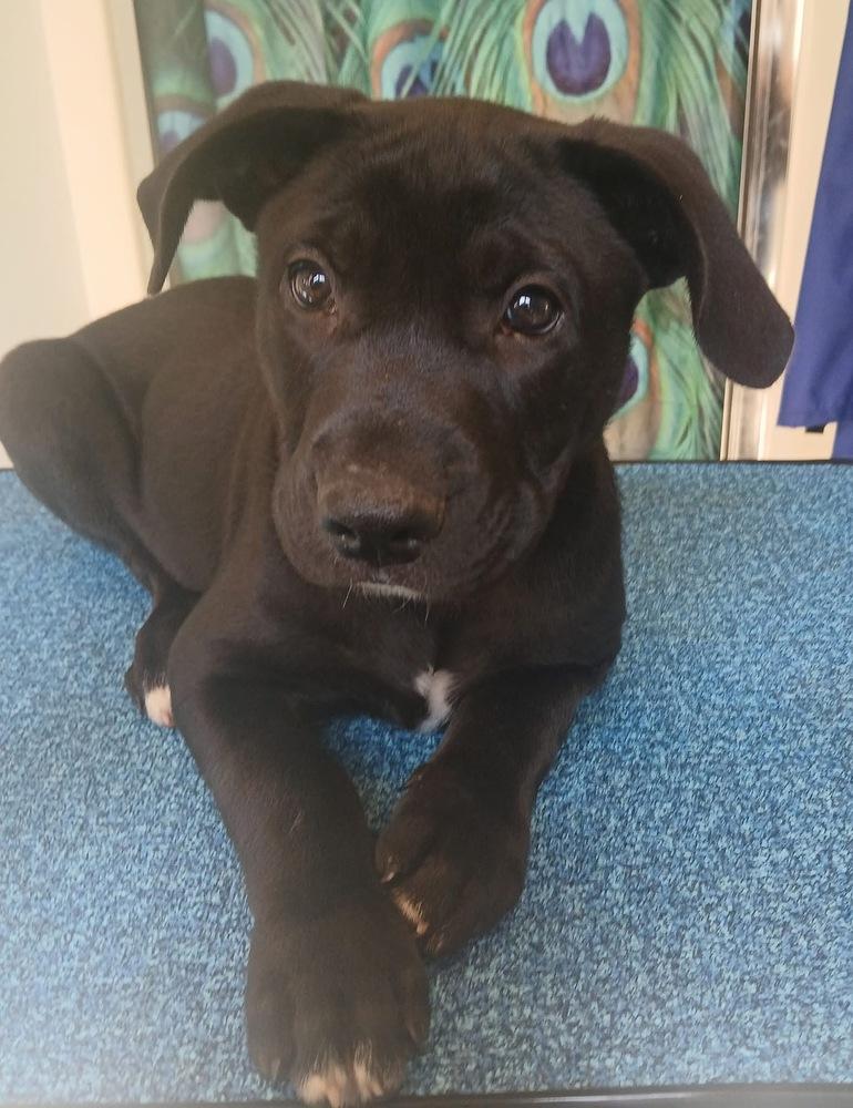 Mae  (Scout Puppy), Adoptable, Puppy Female German Shepherd Dog.