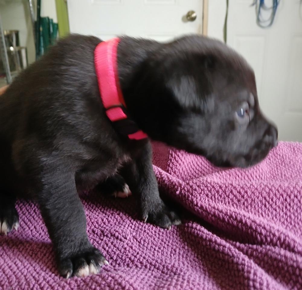 Enlarge Mae  (Scout Puppy), a Adoptable mixed breed in Suamico, WI image 2/4