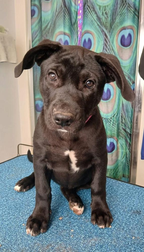 Enlarge Mae  (Scout Puppy), a Adoptable mixed breed in Suamico, WI image 3/4