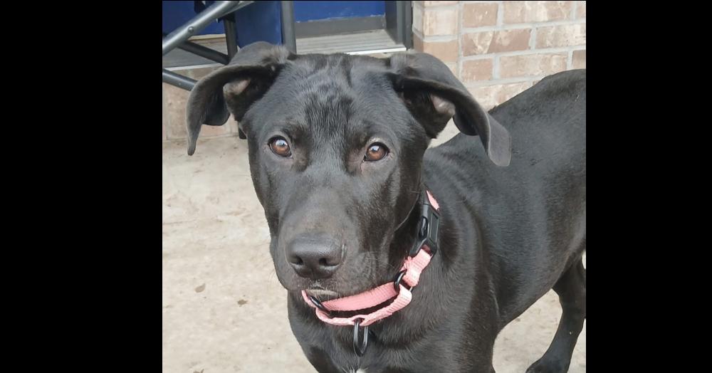 Enlarge Mae  (Scout Puppy), a Adoptable mixed breed in Suamico, WI image 4/4