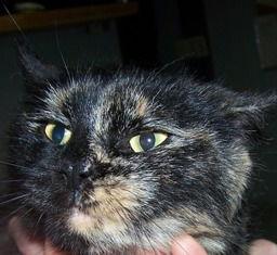 Enlarge Ginger, a Adoptable Tortoiseshell in Sistersville, WV image 2/3