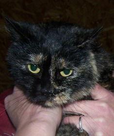 Enlarge Ginger, a Adoptable Tortoiseshell in Sistersville, WV image 3/3