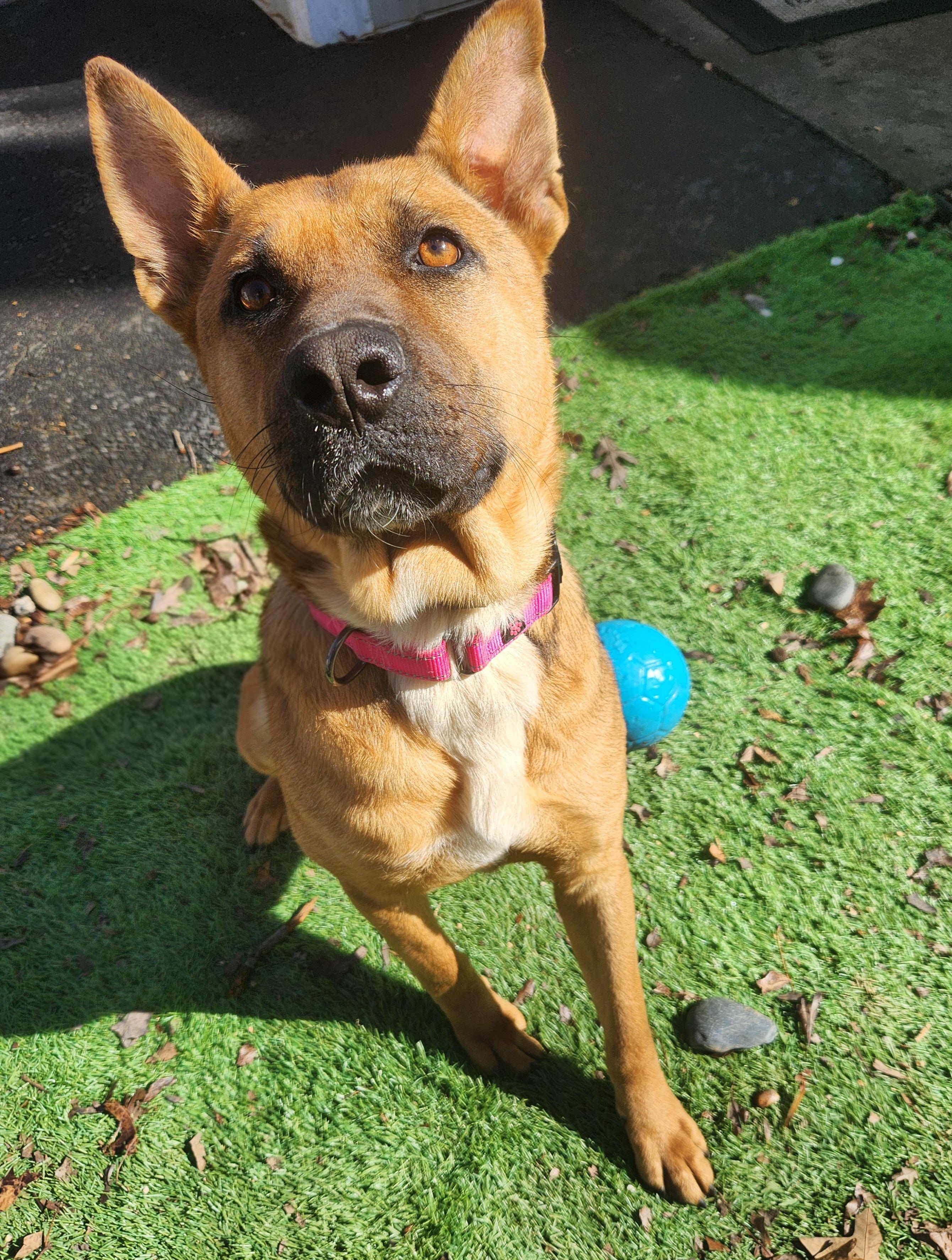 Daisy, a ADOPTABLE mixed breed in Pelzer, SC image 4/6
