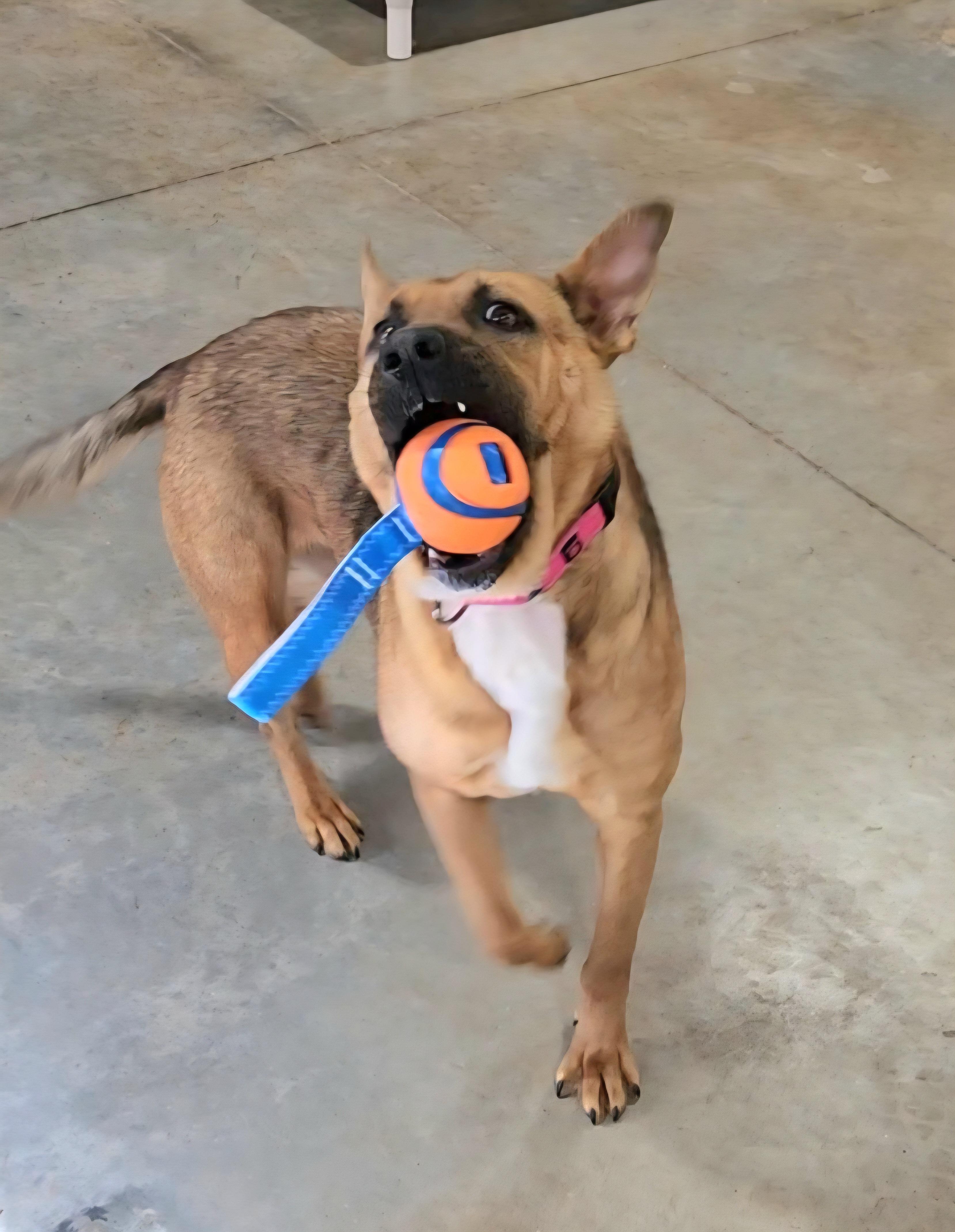 Daisy, a ADOPTABLE mixed breed in Pelzer, SC image 6/6