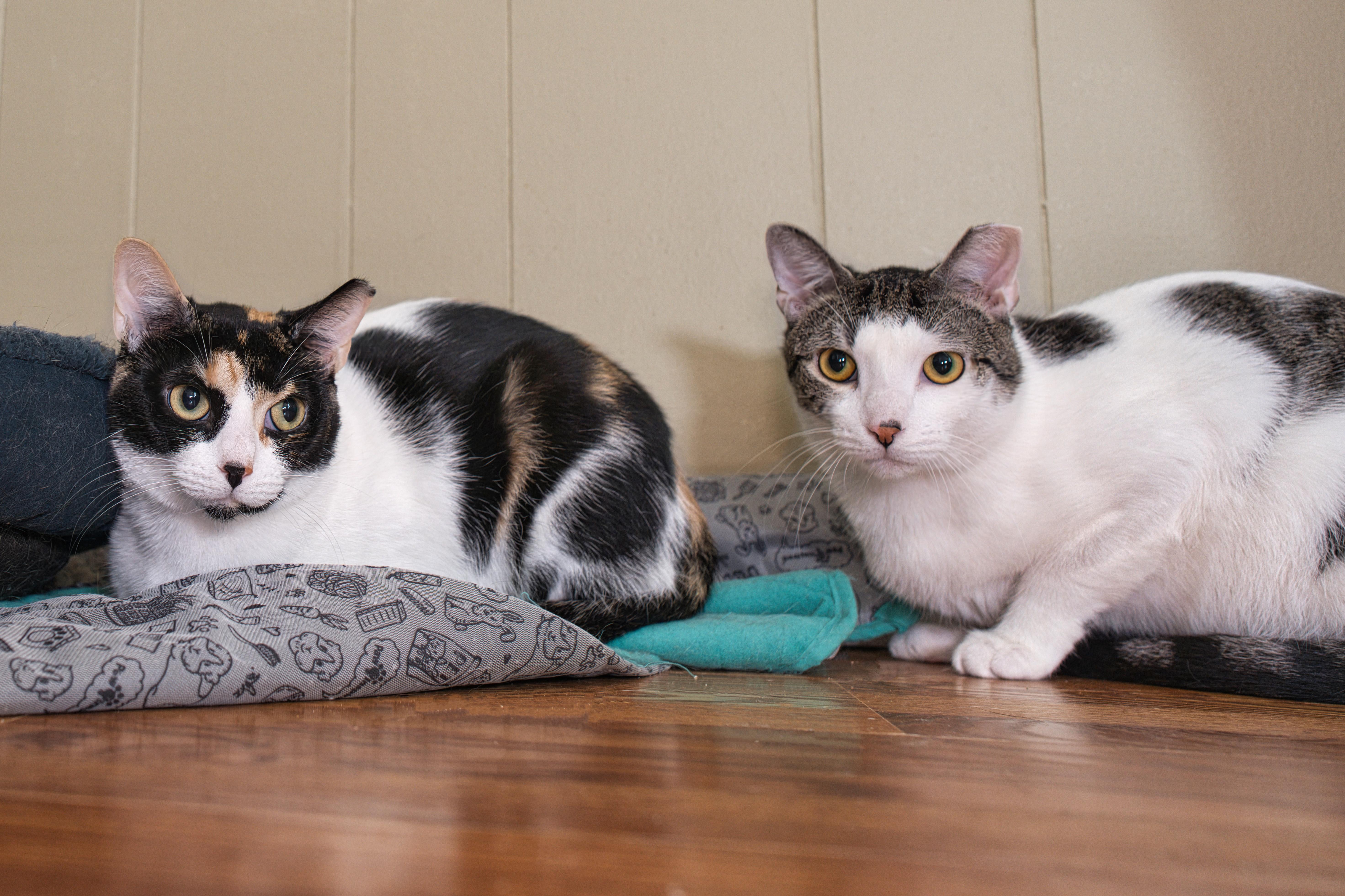 Gatsby & Fiesta, a ADOPTABLE Domestic Short Hair in Milwaukee, WI image 4/5
