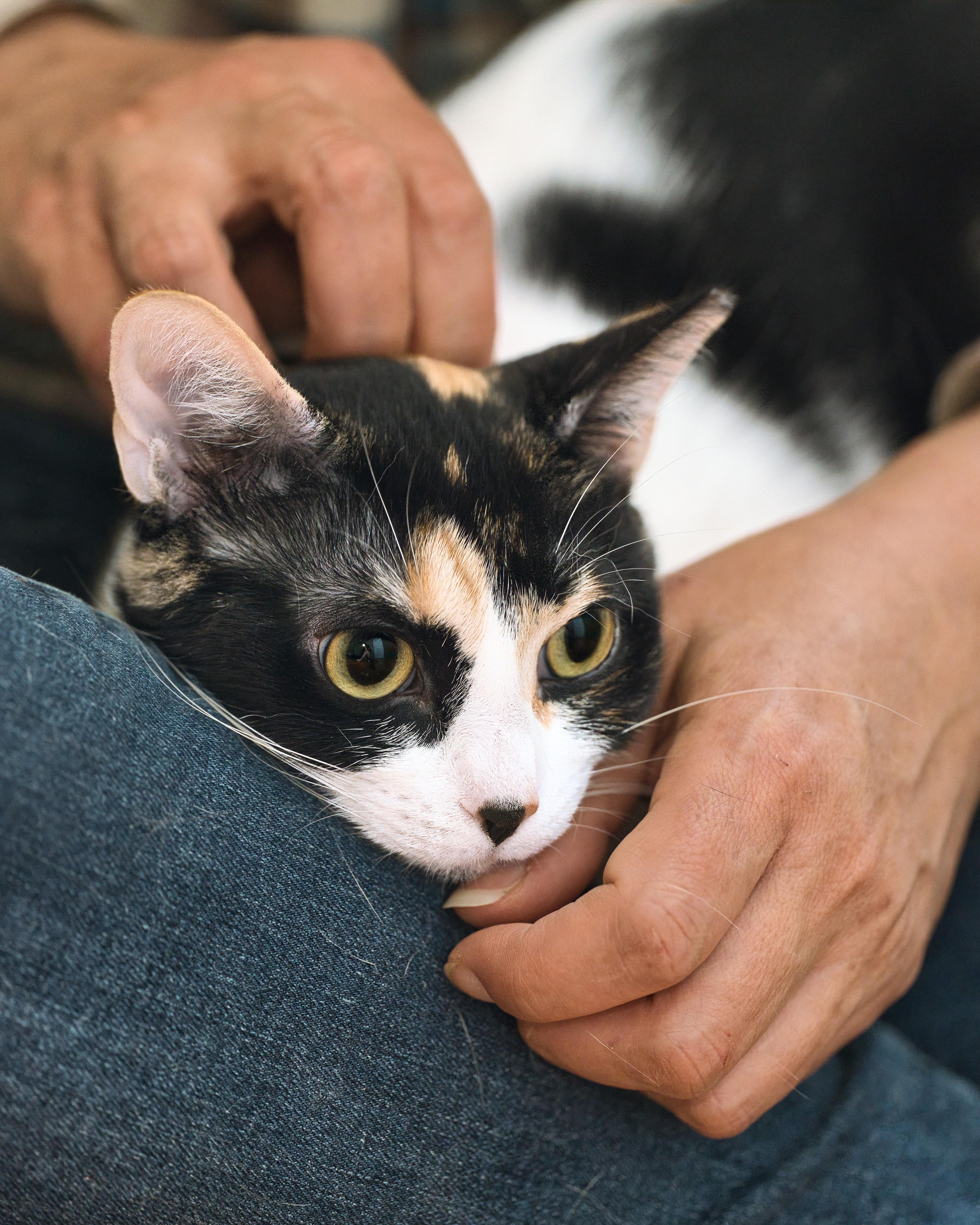 Gatsby & Fiesta, a ADOPTABLE Domestic Short Hair in Milwaukee, WI image 2/5