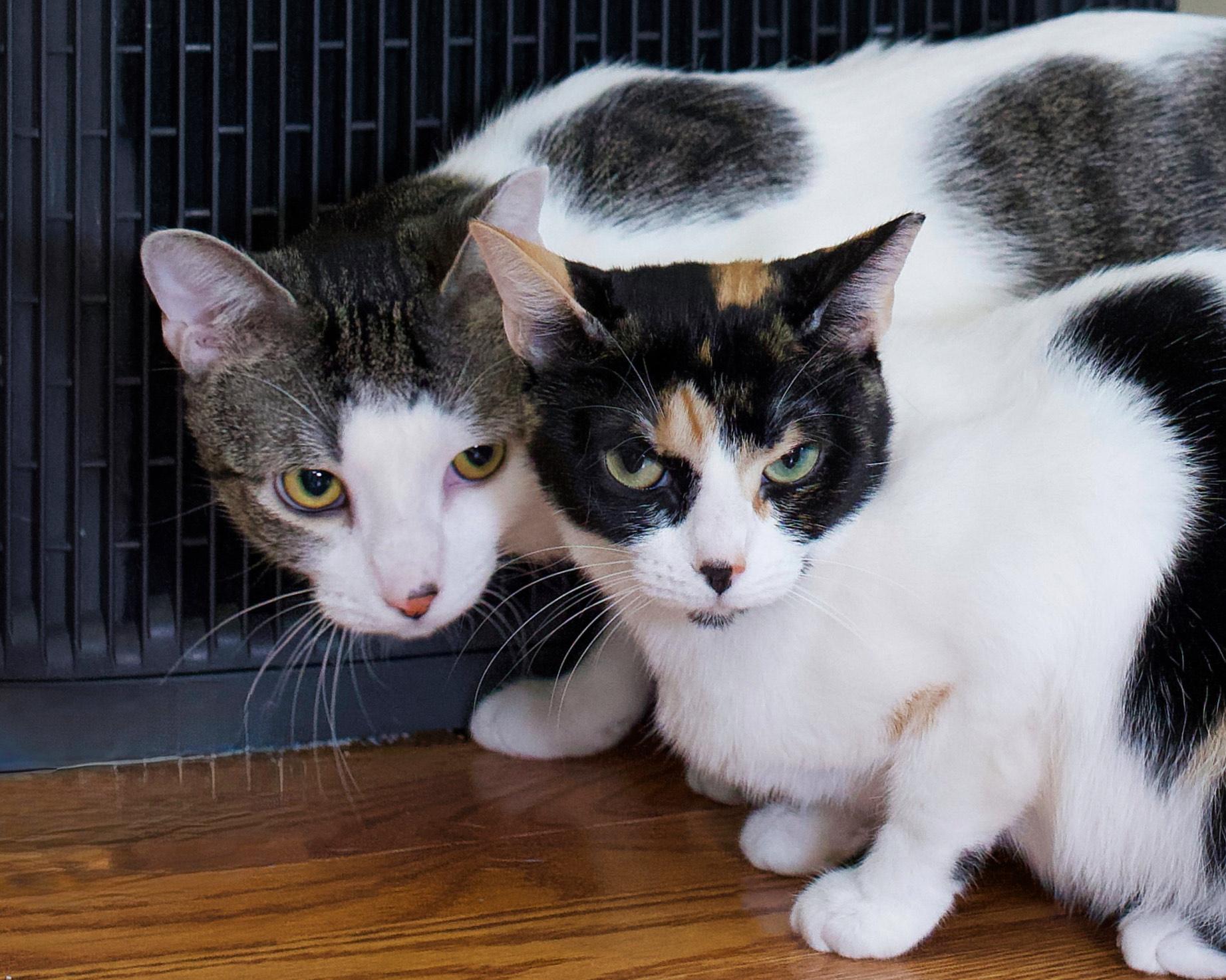 Gatsby & Fiesta, ADOPTABLE, Young Male Domestic Short Hair.
