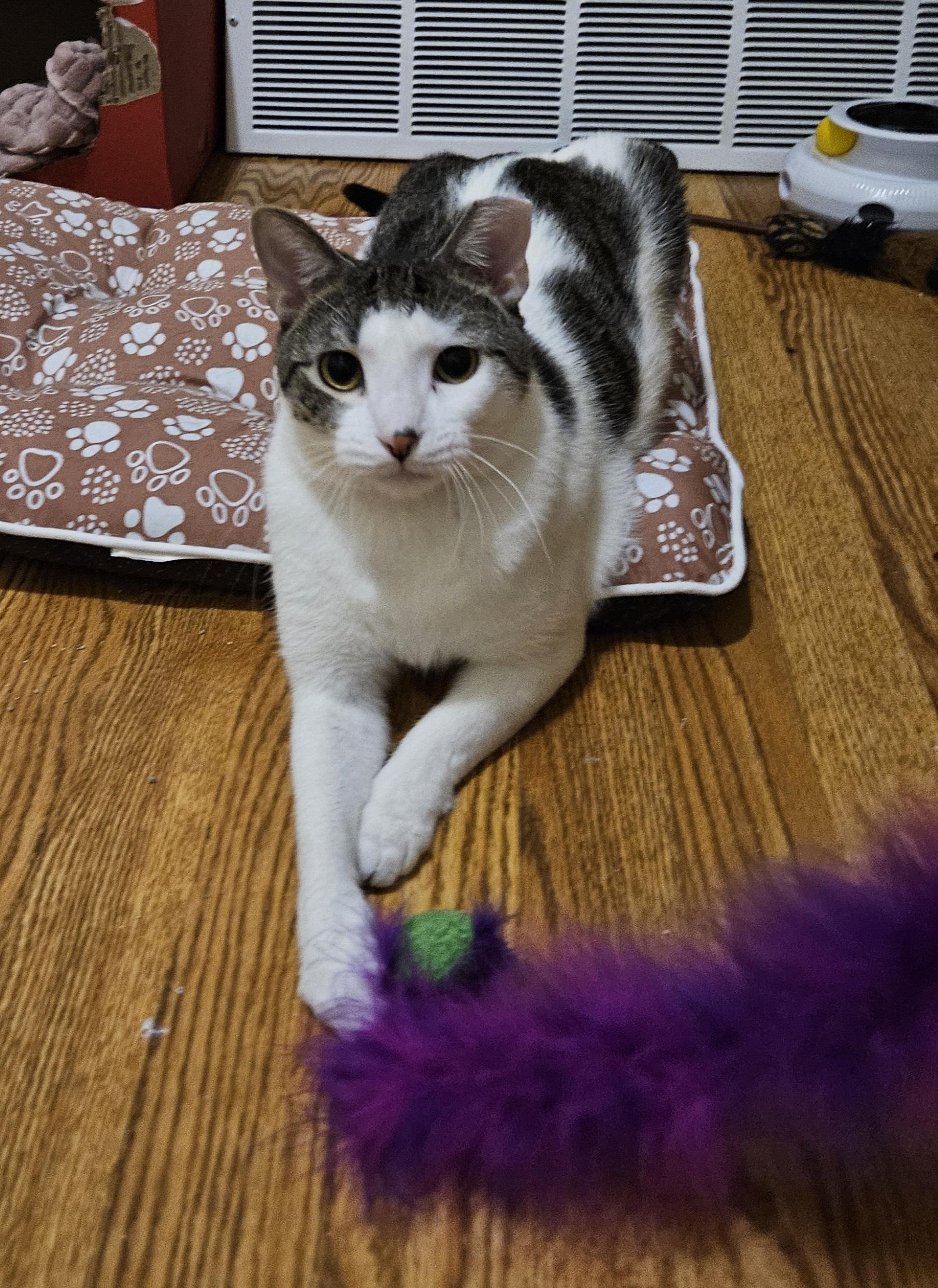 Gatsby & Fiesta, a ADOPTABLE Domestic Short Hair in Milwaukee, WI image 5/5