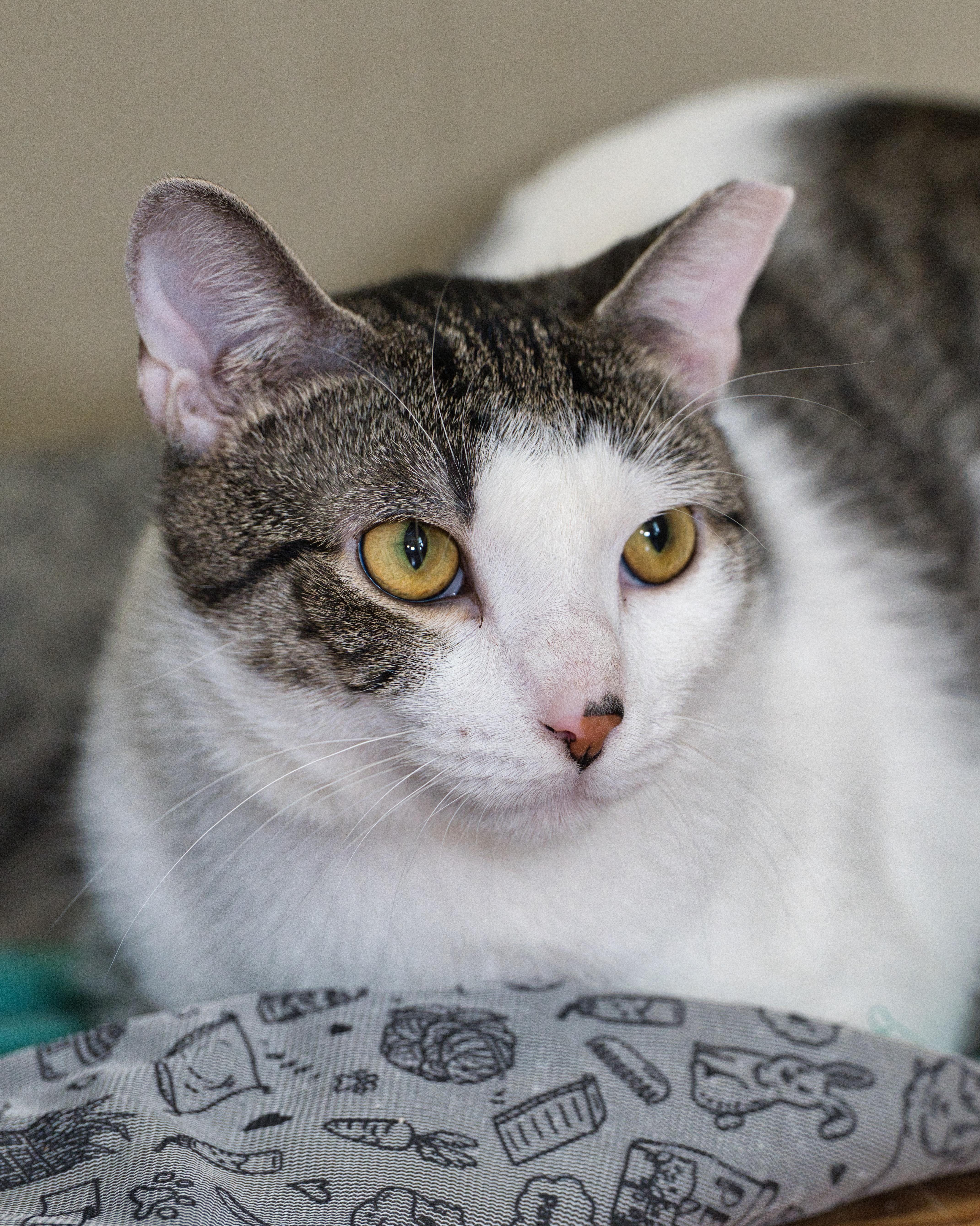 Gatsby & Fiesta, a ADOPTABLE Domestic Short Hair in Milwaukee, WI image 3/5