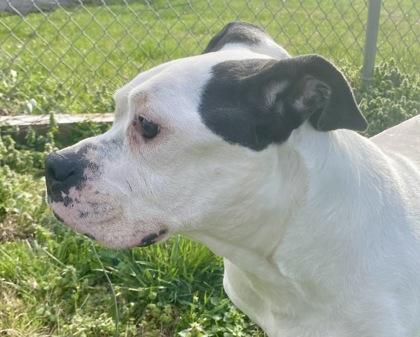 Enlarge Luna, a ADOPTABLE Pit Bull Terrier in Glasgow, KY image 3/3