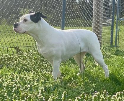 Enlarge Luna, a ADOPTABLE Pit Bull Terrier in Glasgow, KY image 2/3