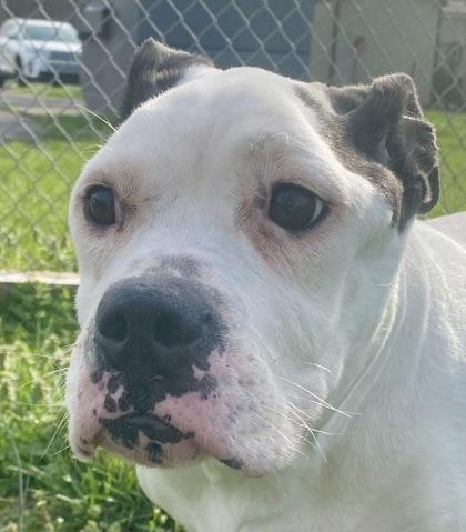 Luna, ADOPTABLE, Adult Female Pit Bull Terrier.