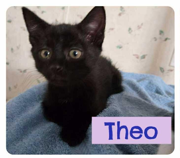 Theo, Adoptable, Young Male Domestic Short Hair.