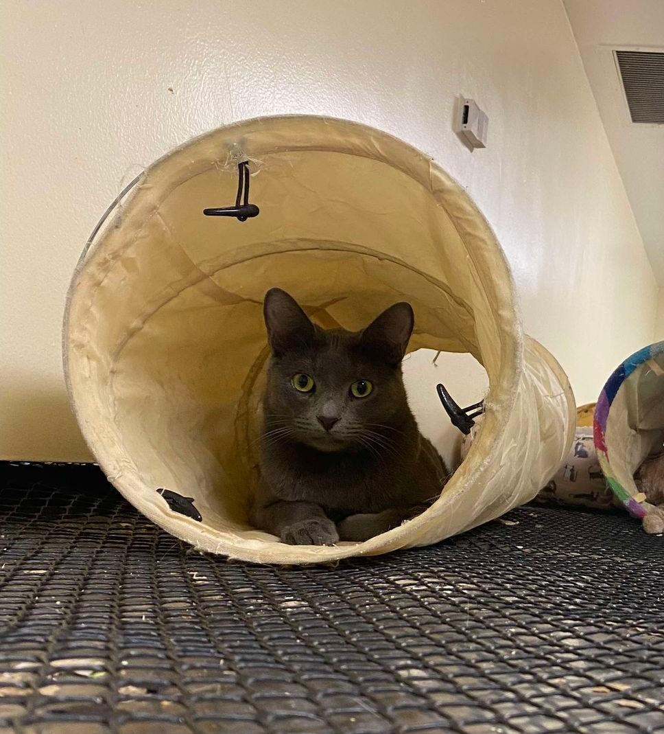 Enlarge SAWYER, a Adoptable mixed breed in HEMET, CA image 1/6