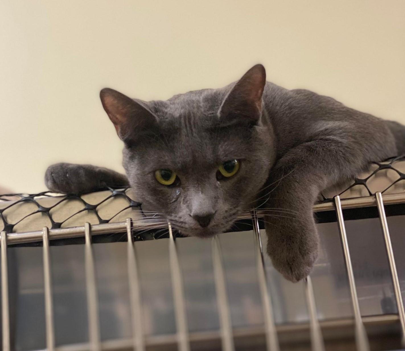 Enlarge SAWYER, a Adoptable mixed breed in HEMET, CA image 5/6