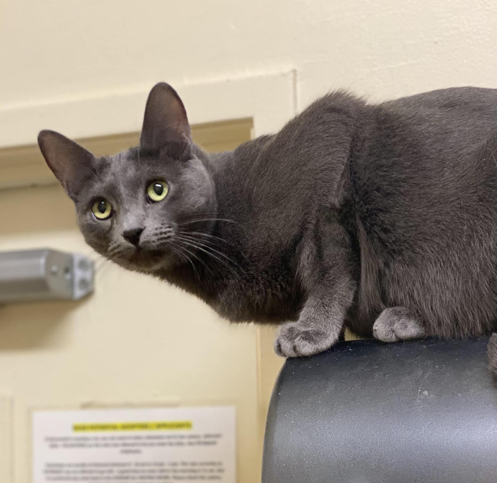 Enlarge SAWYER, a Adoptable mixed breed in HEMET, CA image 4/6