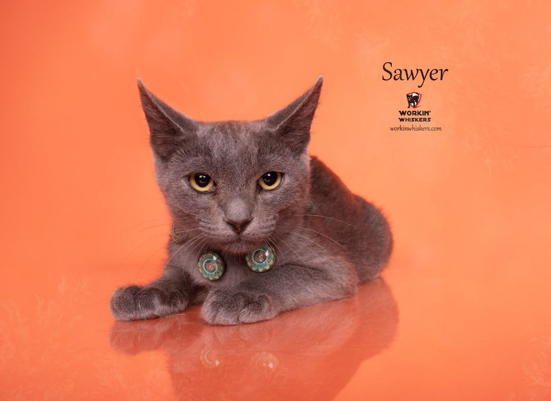 SAWYER 5